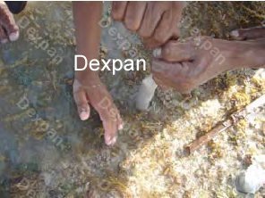 Dexpan Non Explosive Underwater Rock Demolition