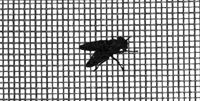 Insect Screen